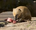 zoo duisburg 2022 zoo duisburg 2022