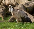 zoo duisburg 2022 zoo duisburg 2022