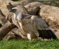 zoo duisburg 2022 zoo duisburg 2022