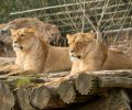 zoo duisburg 2022 zoo duisburg 2022