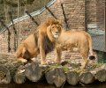zoo duisburg 2022 zoo duisburg 2022