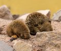 wildpark frankenhof 2019 wildpark frankenhof 2019