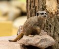 wildpark frankenhof 2019 wildpark frankenhof 2019