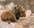 wildpark frankenhof 2019 wildpark frankenhof 2019