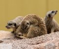 wildpark frankenhof 2019 wildpark frankenhof 2019