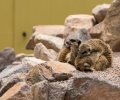 wildpark frankenhof 2019 wildpark frankenhof 2019
