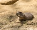 wildpark frankenhof 2019 wildpark frankenhof 2019