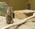 wildpark frankenhof 2019 wildpark frankenhof 2019