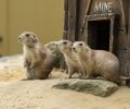 wildpark frankenhof 2019 wildpark frankenhof 2019