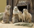 wildpark frankenhof 2019 wildpark frankenhof 2019