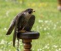 wildpark frankenhof 2019 wildpark frankenhof 2019