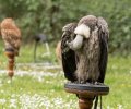 wildpark frankenhof 2019 wildpark frankenhof 2019