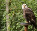 wildpark frankenhof 2019 wildpark frankenhof 2019