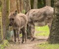 wildpark frankenhof 2019