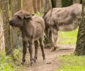 wildpark frankenhof 2019