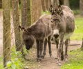 wildpark frankenhof 2019