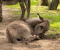 wildpark frankenhof 2019 wildpark frankenhof 2019