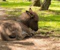 wildpark frankenhof 2019 wildpark frankenhof 2019