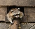 wildpark frankenhof 2019 wildpark frankenhof 2019
