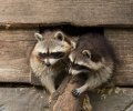 wildpark frankenhof 2019 wildpark frankenhof 2019