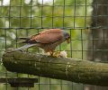 wildpark frankenhof 2019 wildpark frankenhof 2019