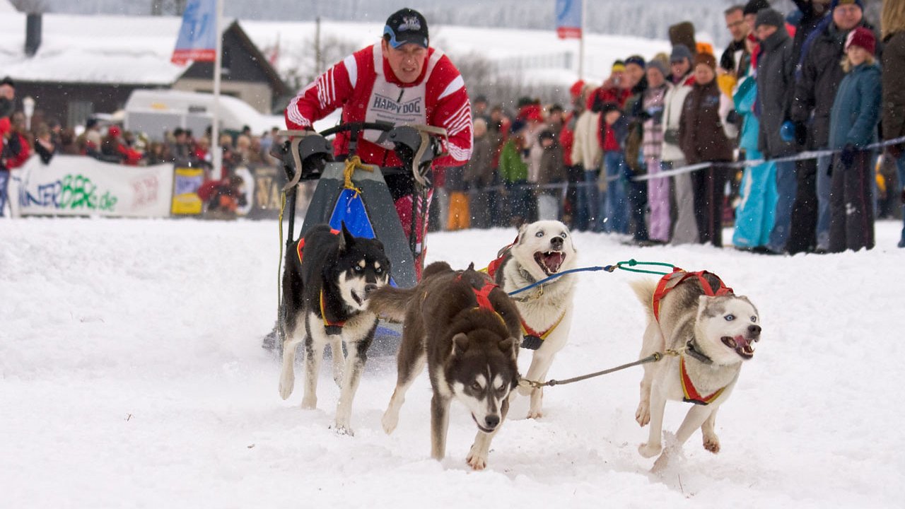 winterberg-schlittenhunderennen-2010-004