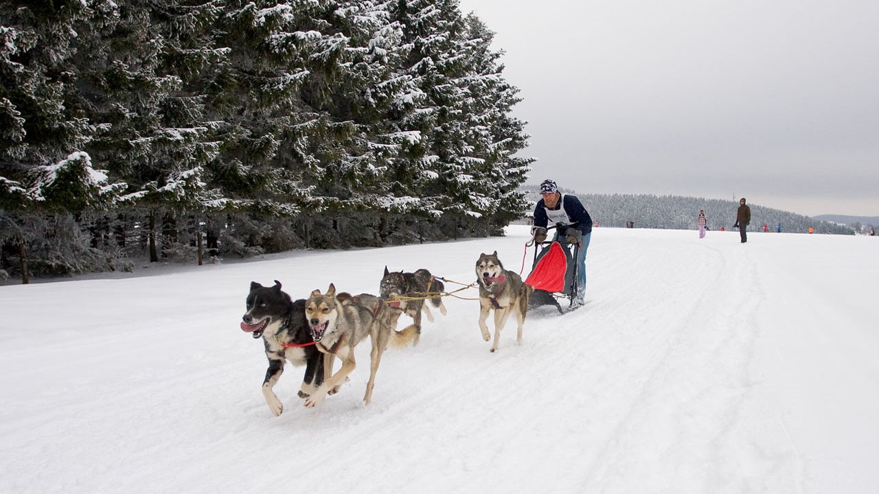 winterberg-schlittenhunderennen-2010-010