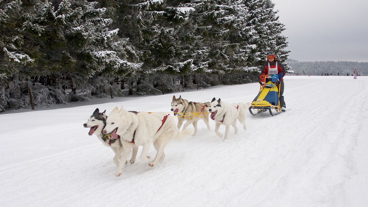 winterberg-schlittenhunderennen-2010-012