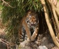 zoo-duisburg-2011-001