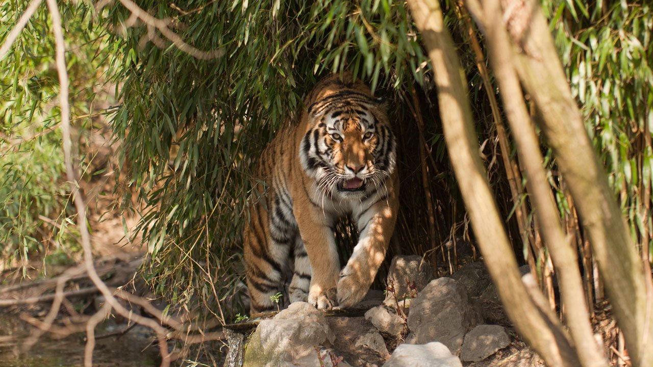 zoo-duisburg-2011-001