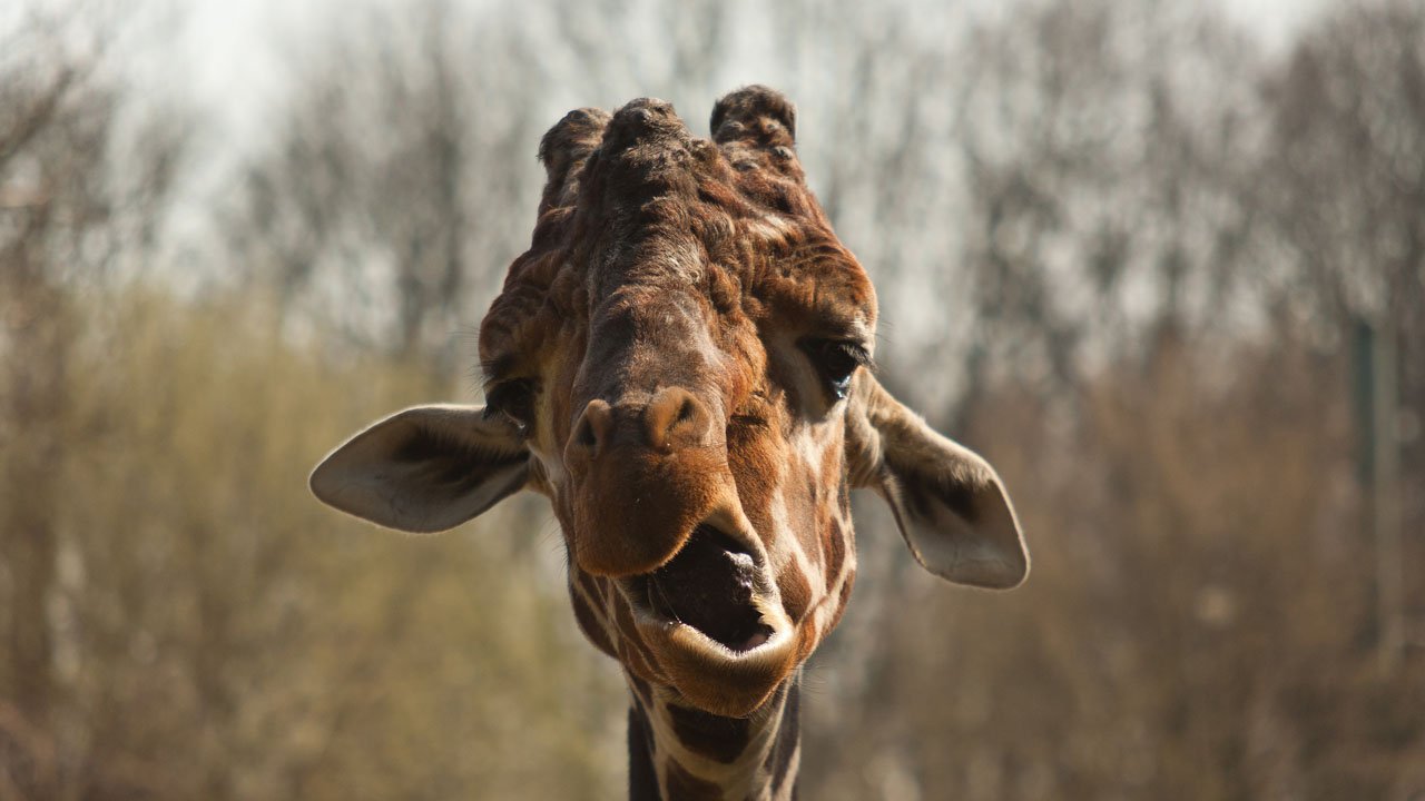 zoo-duisburg-2011-002