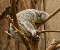 zoo-duisburg-2011-003