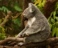 zoo-duisburg-2011-004