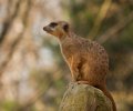 zoo-duisburg-2011-005