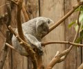 zoo-duisburg-2011-009