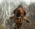 zoo-duisburg-2011-011