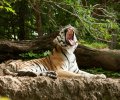 zoo-duisburg-2012-002