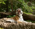 zoo-duisburg-2012-003