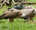 zoo-duisburg-2012-005