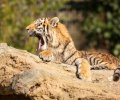 Zoo Duisburg-2017-009