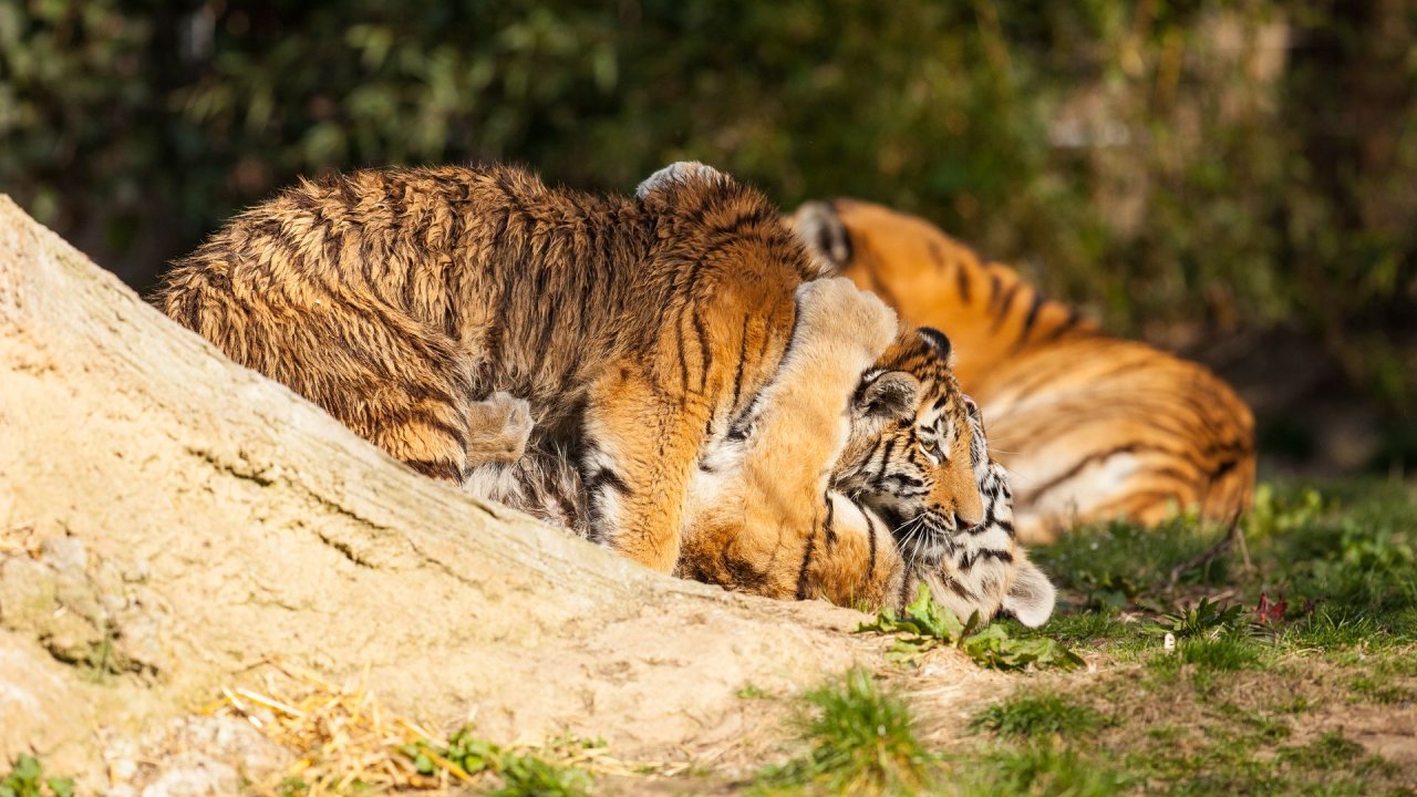 Zoo Duisburg-2017-011
