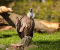 Zoo Duisburg-2017-012