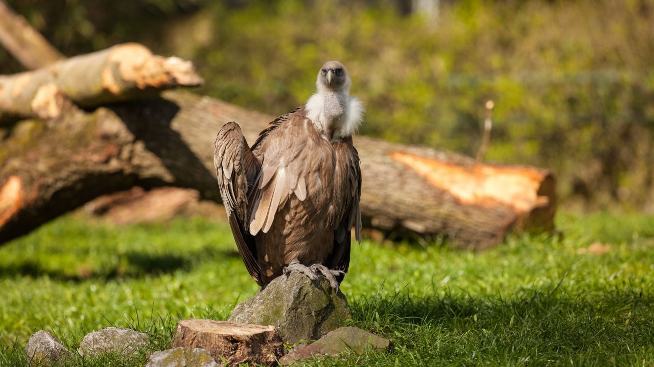 Zoo Duisburg-2017-012