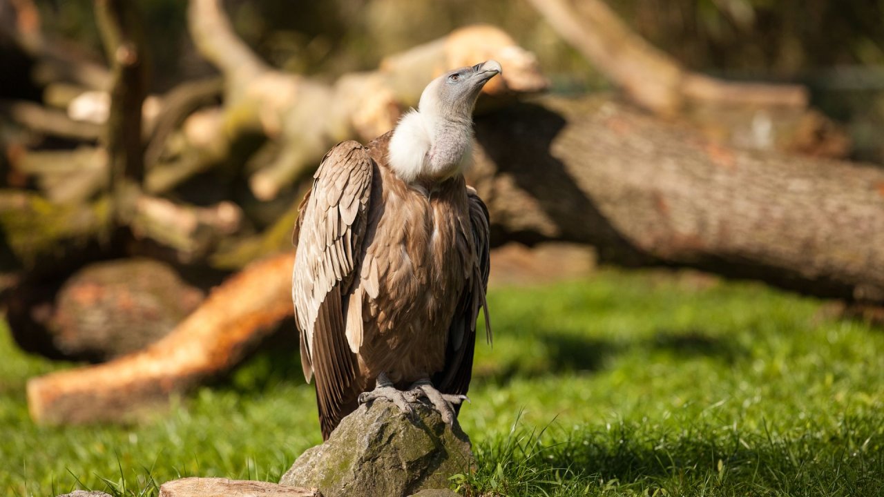Zoo Duisburg-2017-013
