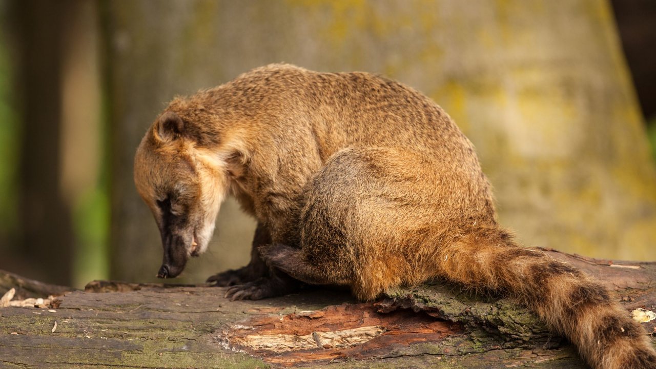 Zoo Duisburg-2017-016