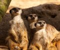 Zoo Duisburg-2017-023