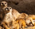 Zoo Duisburg-2017-024