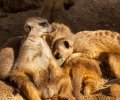 Zoo Duisburg-2017-025