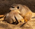 Zoo Duisburg-2017-026