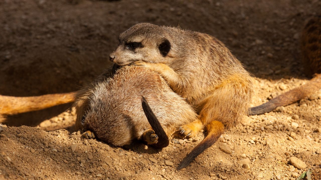 Zoo Duisburg-2017-026